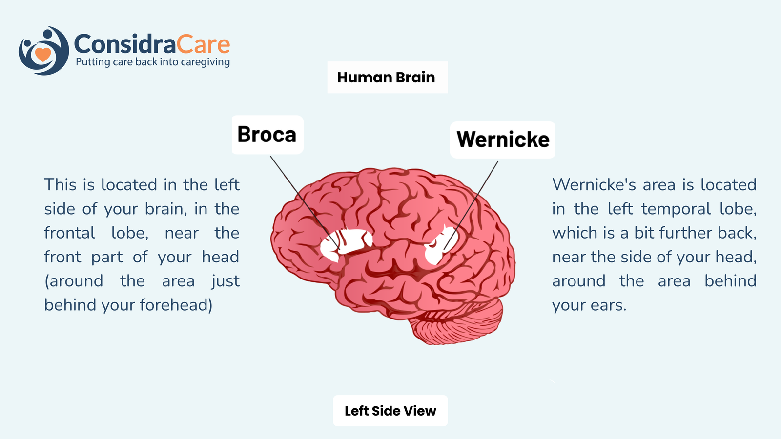 speech related part of brain
